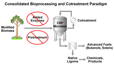 Consolidated Bioprocessing