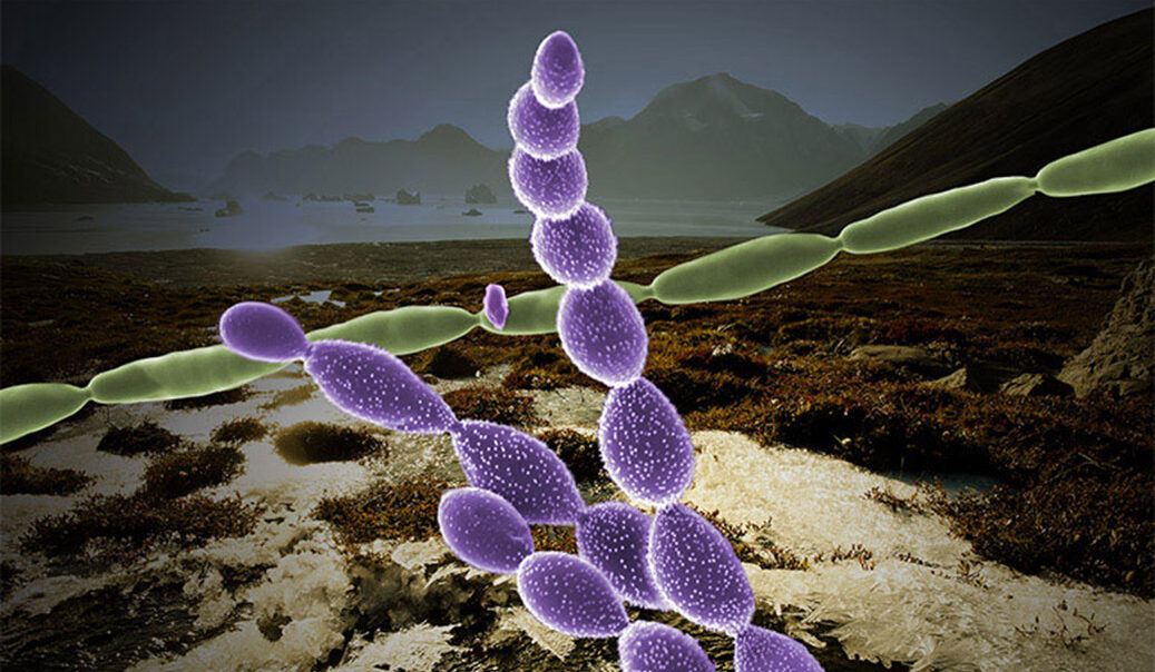 permafrost microbes