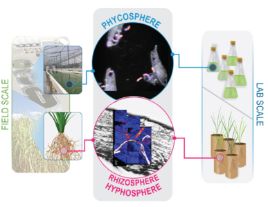diagram: Microbe-crop interactions