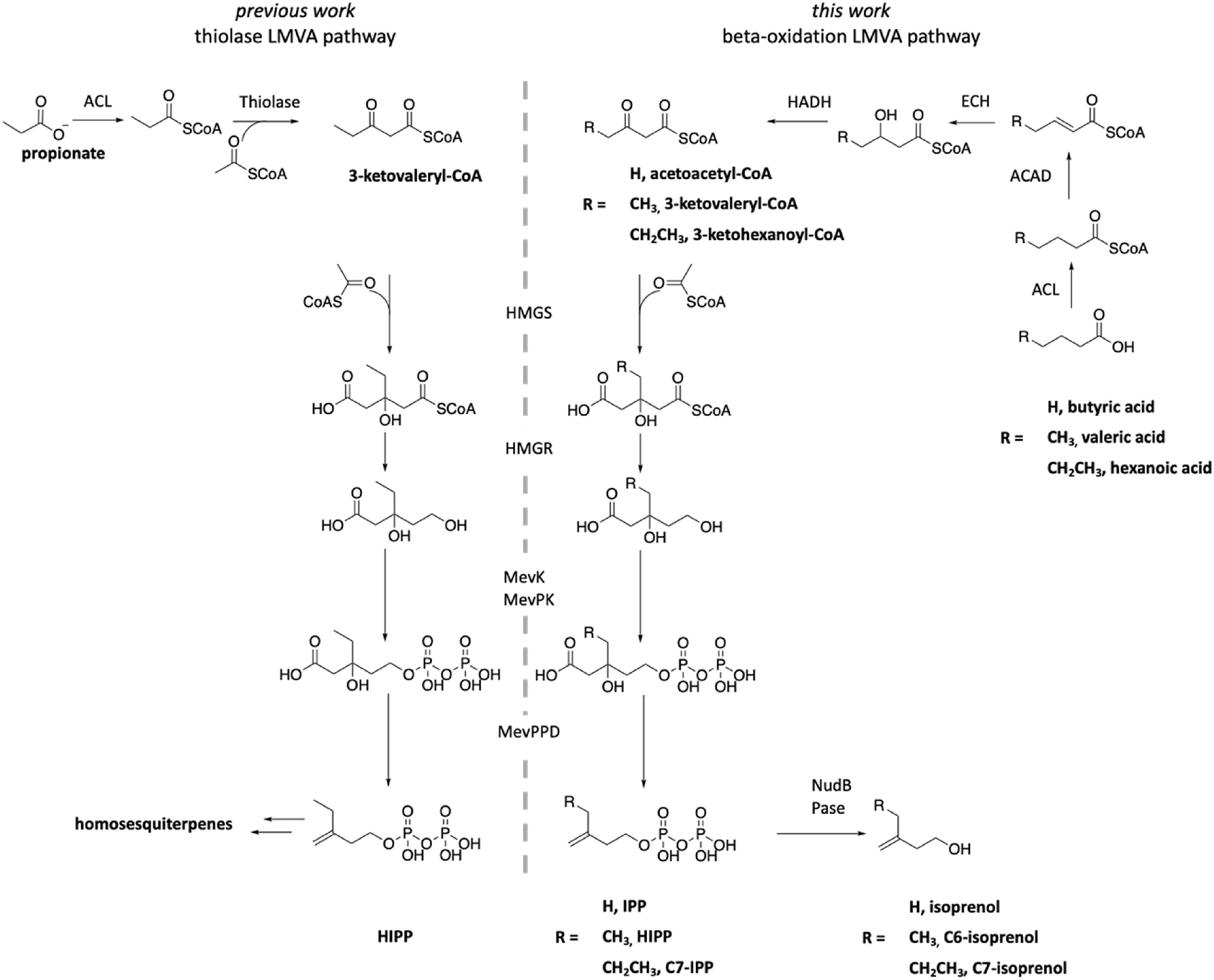 Comparison of the lepidopteran mevalonate (LMVA) pathways in E. coli.