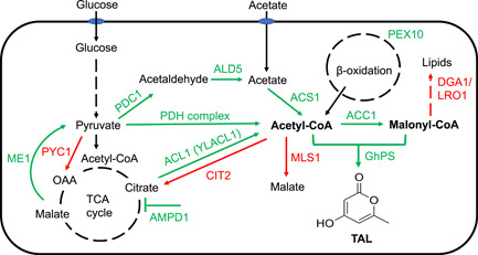 Metabolic pathway engineering strategies of Rhodotorula toruloides for biosynthesis of triacetic acid lactone