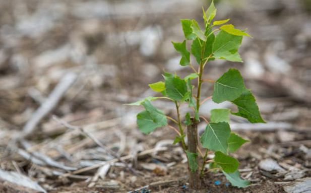 A poplar seedling emerges from a research plot at Michigan State University’s Kellogg Biological Station in Hickory Corners, Mich.