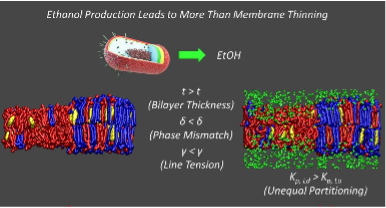 Diagram of membrane thinning from ethanol production.