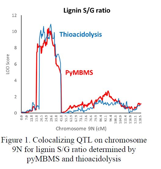 QTL on chromosome 9N for lignin SG ration