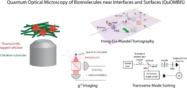 Quantum Optical Microscopy of Biomolecules near Interfaces and Surfaces