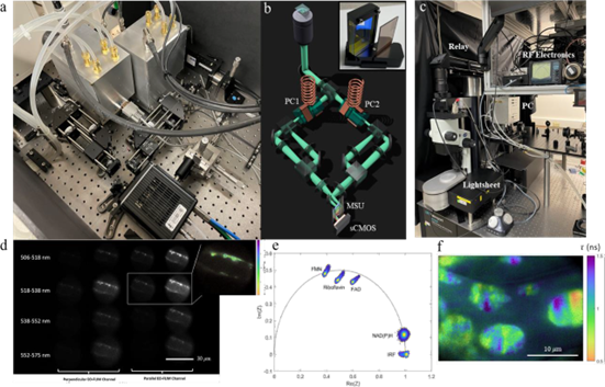 Development of High-Throughput Light-Sheet Fluorescence Lifetime Microscopy for 3D Functional Imaging of Metabolic Pathways in Plants and Microorganisms