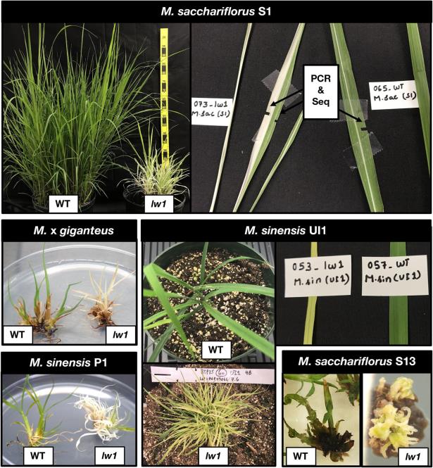 Leaf phenotypes of gene edited Miscanthus plants.