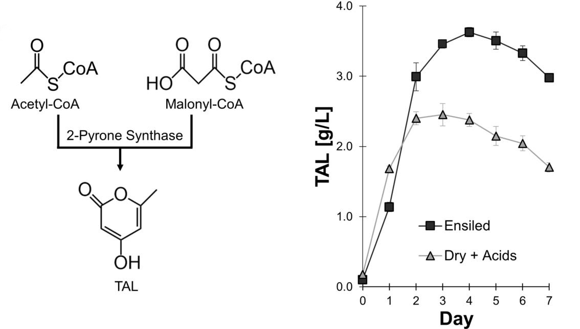 Chemical structure of triacetic acid lactone and a graph of TAL production on ensiled and dry sorghum.