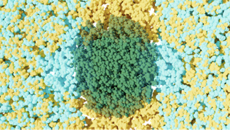 Local demixing of water (blue) and tetradydrofuran (yellow) on the surfaces of cellulose (green). Water and tetrahydrofuran are mixed in the bulk away from the cellulose