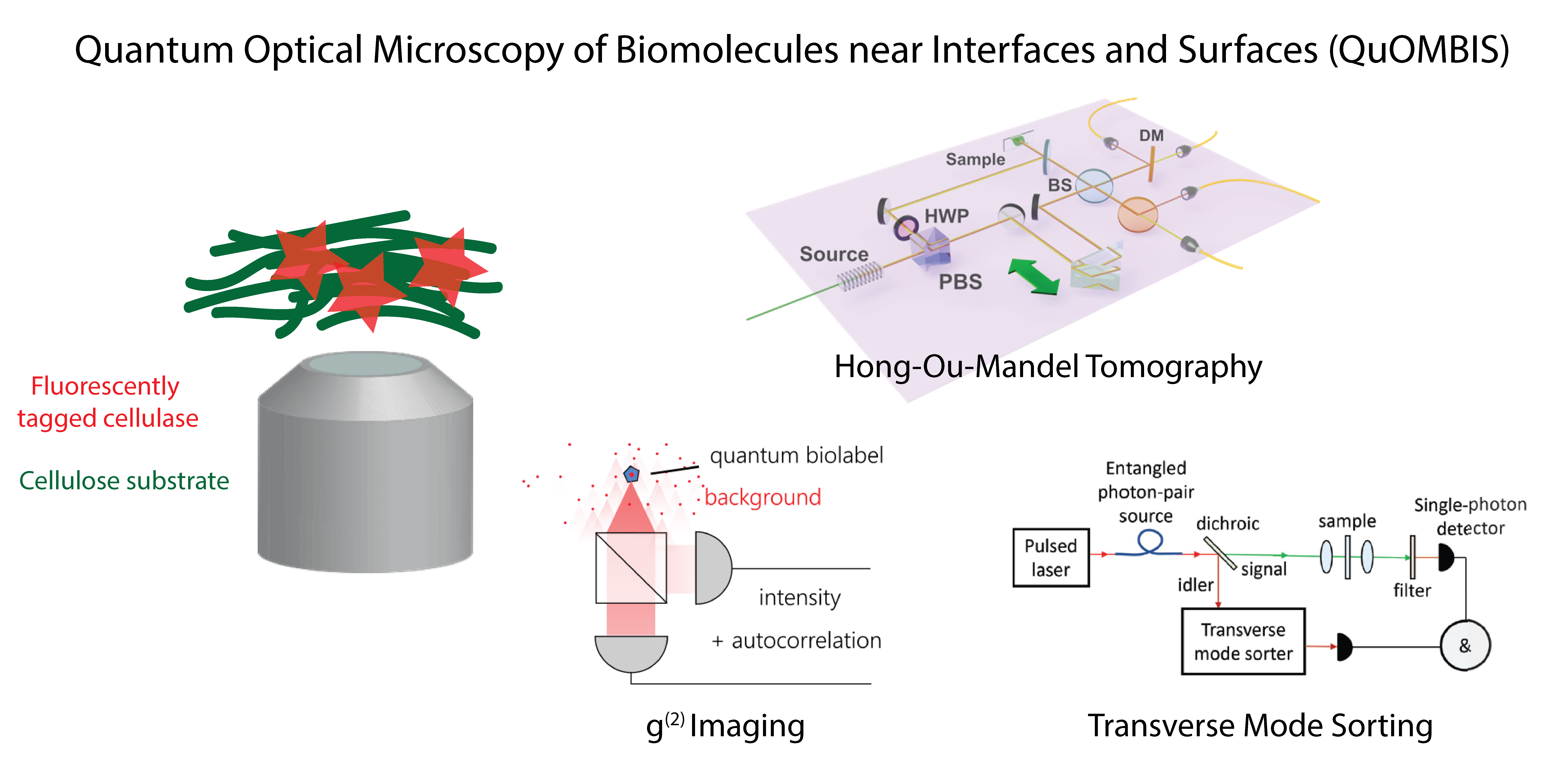 Quantum Optical Microscopy of Biomolecules