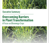 Plant transformation report cover