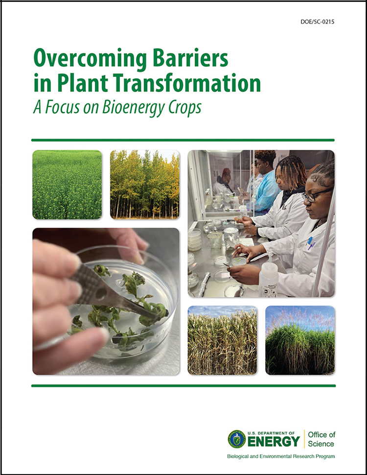 Overcoming Barriers in Plant Transformation: A Focus on Bioenergy Crops
